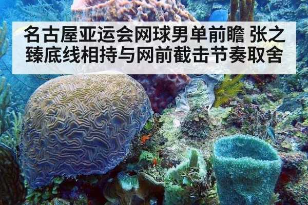 名古屋亚运会网球男单前瞻 张之臻底线相持与网前截击节奏取舍